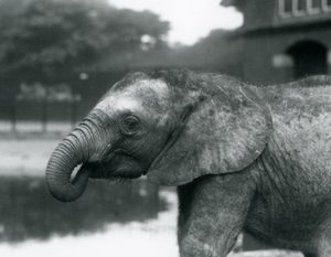 Hortumun ucu ağzında olan genç bir Afrika Fili, Londra Hayvanat Bahçesi, Ağustos 1925 by Frederick William Bond