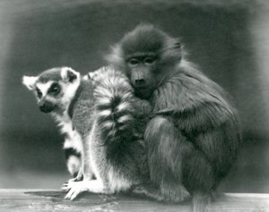 Genç bir Babun, bir kiriş üzerinde Halka Kuyruklu Lemur