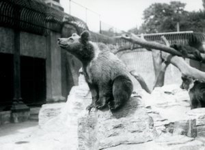 Genç bir Boz Ayı ön planda bir kayanın üzerinde oturuyor, bir diğeri arkasında yürüyor ve üçüncüsü bir dalda uyuyor, Londra Hayvanat Bahçesi, Ağustos 1913 by Frederick William Bond
