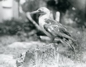 1929