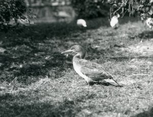 Eylül 1927