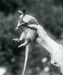 Genç bir Dokuz bantlı ArmadilloDokuz bantlı Uzun burunlu Armadillo, bir bakıcının elinde, Londra Hayvanat Bahçesi, Ağustos 1926 by Frederick William Bond