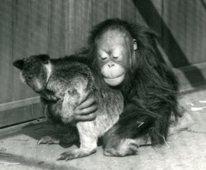 Genç bir Orangutan, 1927