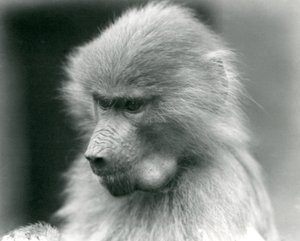 Yanak kesesi dolu genç bir Kutsal Babun, Londra Hayvanat Bahçesi, 1925 by Frederick William Bond