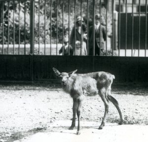 Genç bir Wapiti/Geyik, padokta, barların arasından bakan ziyaretçilerle birlikte, Londra Hayvanat Bahçesi, Ağustos 1927 (s/b fotoğraf) by Frederick William Bond