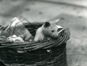Londra Hayvanat Bahçesi'nde bir sepetten dışarı bakan genç bir albino Opossum, Ekim 1920 by Frederick William Bond
