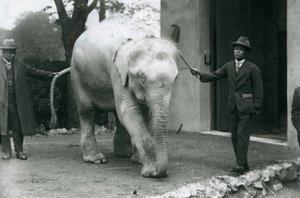 AlbinoBeyaz Birmanya Fili Pawah, Dr. Saw Po Min, Londra Hayvanat Bahçesi, Mayıs 1926 da dahil olmak üzere görevlilerle by Frederick William Bond