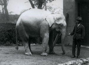 AlbinoWhite Elephant Pawah ve Dr. Saw Po Min, Londra Hayvanat Bahçesi, Mayıs 1926 by Frederick William Bond