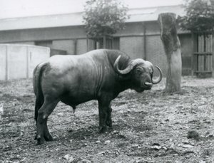 Bir Afrika Mandası veya Cape Buffalo, Londra Hayvanat Bahçesi