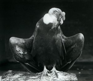 Bir kütüğün üzerinde dinlenen bir And Condor, Londra Hayvanat Bahçesi, 1925 by Frederick William Bond