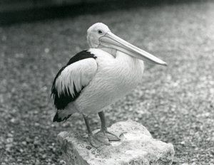 1929
