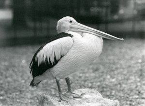 1929