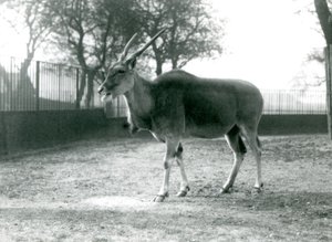 Haziran 1925