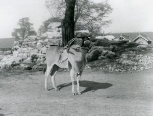 1929