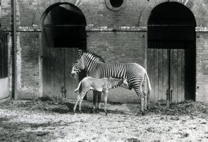 Tehlike Altındaki Grevy