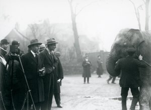 Bir Hint Fili, muhtemelen Sundermalah, Londra Hayvanat Bahçesi