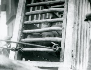 Bir Hint Gergedanı, 1924