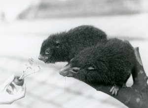 Yetişkin ve genç bir Western Tree Hyrax bir dalda oturuyor ve yemeleri için tutulan bir havuç tepesine eğiliyor, London Zoo by Frederick William Bond