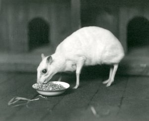 1926