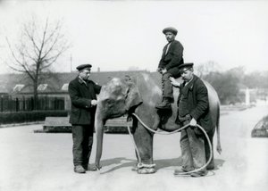 Londra Hayvanat Bahçesi'nde Keepers A. Church ve H. Robertson ile birlikte bir bebek Hint Fili, Haziran 1922 by Frederick William Bond