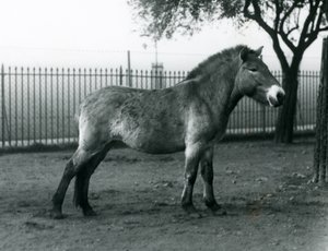 Nesli tükenmekte olan bir Przewalskis Wild Horse Londra Hayvanat Bahçesi