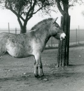 Nesli tükenmekte olan bir Przewalskis Wild Horse Londra Hayvanat Bahçesi