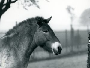 Nesli tükenmekte olan bir Przewalskis Wild Horse Londra Hayvanat Bahçesi