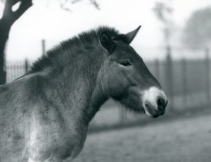 Nesli tükenmekte olan bir Przewalskis Wild Horse Londra Hayvanat Bahçesi
