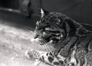 Bulutlu leopar, 1922 by Frederick William Bond