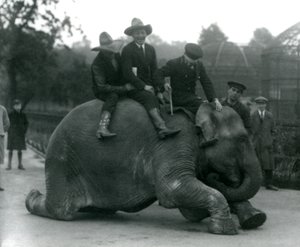 1924 yılında Londra Hayvanat Bahçesi ziyareti sırasında dişi Hint Fil Sundermalah ile kovboylar ve eğitmen by Frederick William Bond