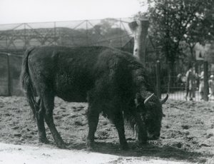 Avrupa Bizonu Julia, padokunda çimenleri yiyor, Londra Hayvanat Bahçesi, 12 Ağustos 1926 by Frederick William Bond