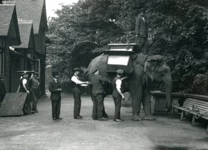 Dişi Asya Fili 'Indiarani', Elephant House'un kuzey tarafında bekçiler tarafından bir eyerle donatılıyor. Londra Hayvanat Bahçesi, Ağustos 1920 by Frederick William Bond