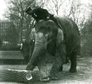 Dişi Asya Fili, Indianrani, gövdesiyle keresteyi hareket ettirirken, bakıcısı sırtında oturup onu yönlendirirken, Londra Hayvanat Bahçesi, 1925 by Frederick William Bond