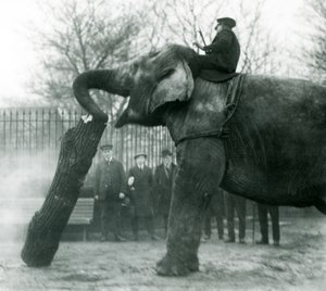 Dişi Asya Fili, Indianrani, gövdesiyle keresteyi hareket ettirirken, bakıcısı sırtında oturup onu yönlendirirken, Londra Hayvanat Bahçesi, 1925 by Frederick William Bond