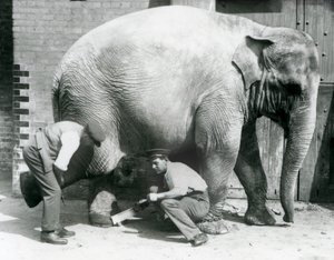 Ağustos 1926