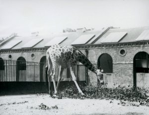 Dişi Zürafa, 