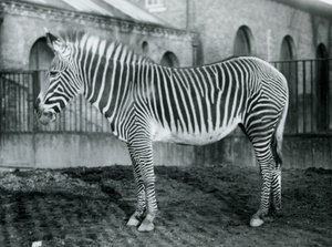Dişi Grevys Zebra veya Imperial Zebra, Jennie Londra Hayvanat Bahçesi