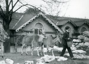 Dört Eland, Londra Hayvanat Bahçesi, Antilop Evi