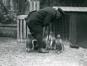 Gentoo Penguenleri ve bekçisi Albert White, Londra Hayvanat Bahçesi, c.1914 by Frederick William Bond