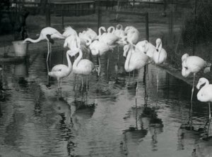 Büyük Flamingolar Londra Hayvanat Bahçesi