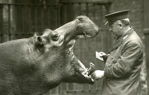 Su aygırı Bobbie, bekçi Ernie Bowman ile birlikte, Londra Hayvanat Bahçesi, 1927 by Frederick William Bond