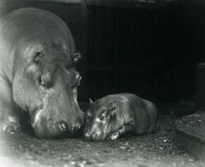 Su aygırı Joan, erkek buzağı Jimmy ile Mart 1927