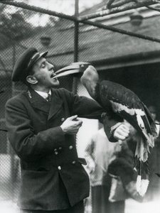 Kaleci, T. Raggett, ağzında tuttuğu bir meyveyle bir Büyük Kızılderili Boynuzgagasını besliyor. Londra Hayvanat Bahçesi 1924 by Frederick William Bond