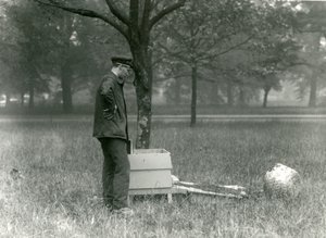Bekçi Brown, bir bal arısı sürüsünü hareket ettirirken, Londra Hayvanat Bahçesi, Temmuz 1926 by Frederick William Bond