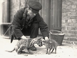 Kaleci, H. Warwick, bir kaplan yavrusu ve bir pekari ile, ZSL Londra Hayvanat Bahçesi