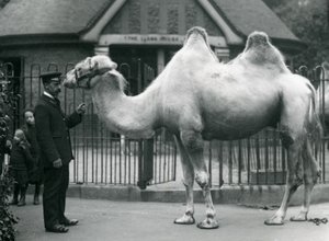 Bekçi W. Styles, Londra Hayvanat Bahçesi'ndeki Llama Evi'nin önünde bir Bactrian Devesi ile, Temmuz 1914 by Frederick William Bond