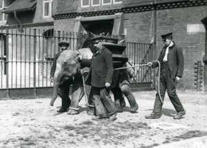 Bekçiler Jack Milbourne, H Robertson ve Thomas genç bir Asya Filini eğitiyor, Londra Hayvanat Bahçesi, Mayıs 1922 (bw fotoğraf) by Frederick William Bond