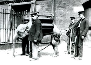 Bekçiler Jack Milbourne, H Robertson ve Thomas genç bir Asya Filini eğitiyor, Londra Hayvanat Bahçesi, Mayıs 1922 (bw fotoğraf) by Frederick William Bond