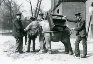 Bekçiler Jack Milbourne, H Robertson ve Thomas genç bir Asya Filini eğitiyor, Londra Hayvanat Bahçesi, Mayıs 1922 (bw fotoğraf) by Frederick William Bond