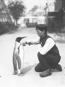 Kral Penguen, kaleci Harry Munro ile birlikte, 1914 by Frederick William Bond